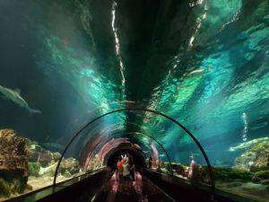 Aquário 180 graus no Shark Encounter