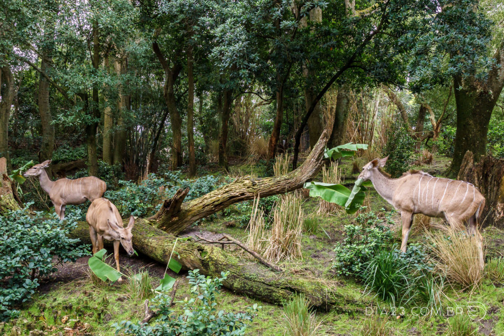 Kilimanjaro Safaris no Animal Kingdom
